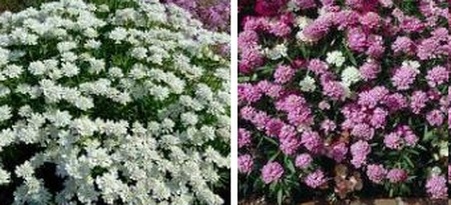 иберис в саду