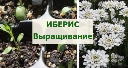 иберис выращивание