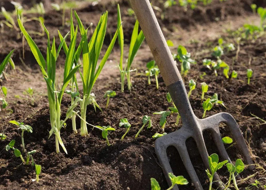 Я перестала полоть грядки в апреле. И сорняков стало меньше
