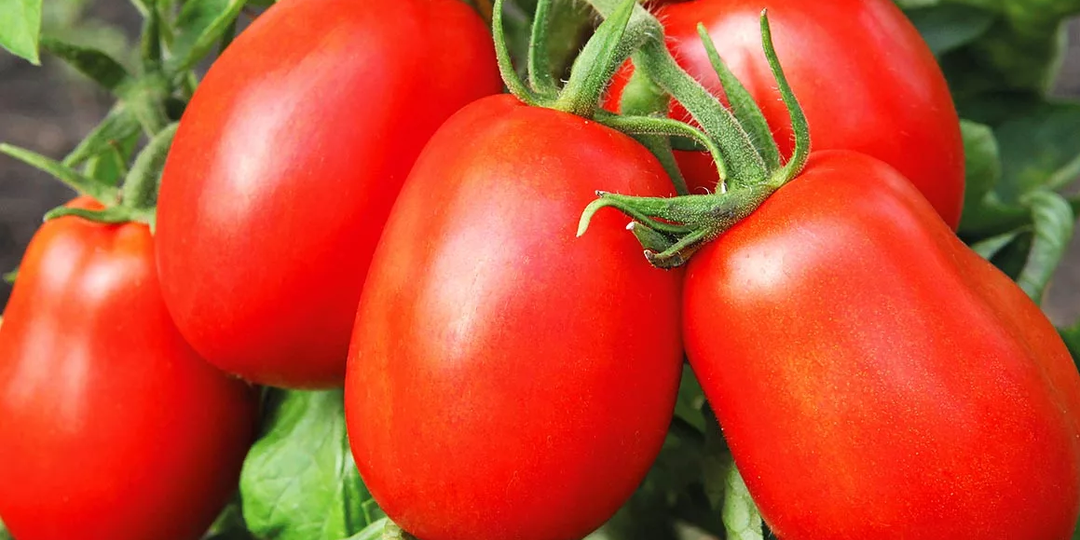 Помидоры, которые я больше не посажу на своём огороде