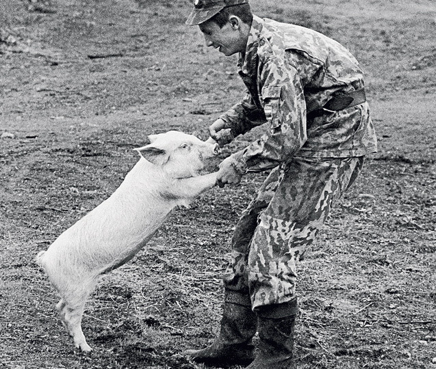 Наряд на армейский свинарник