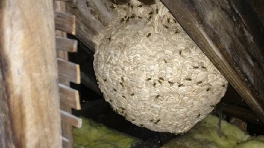 Типичная картина на даче в середине лета — колония уже выросла до нескольких сотен особей