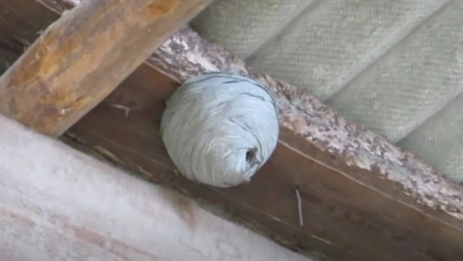 Матка находится в центре — именно поэтому ловушки снаружи не решают проблему