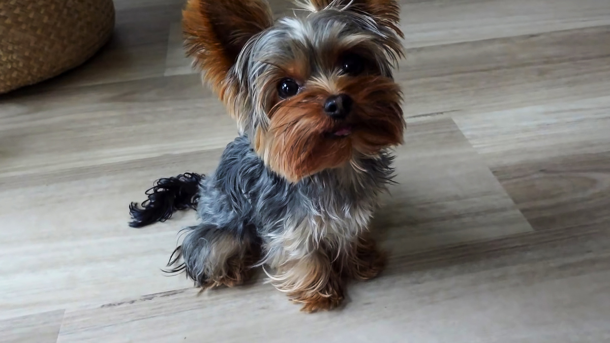  Йоркширский терьер