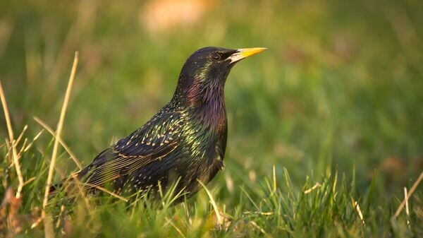    CC BY 2.0 / hedera.baltica / Mrs Starling