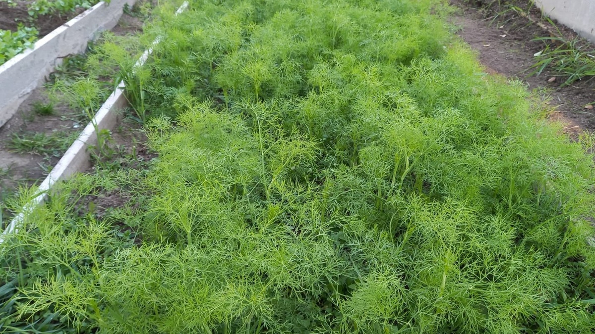 Вот так выглядит моя ранняя грядка в апреле — пока у соседей еще пусто