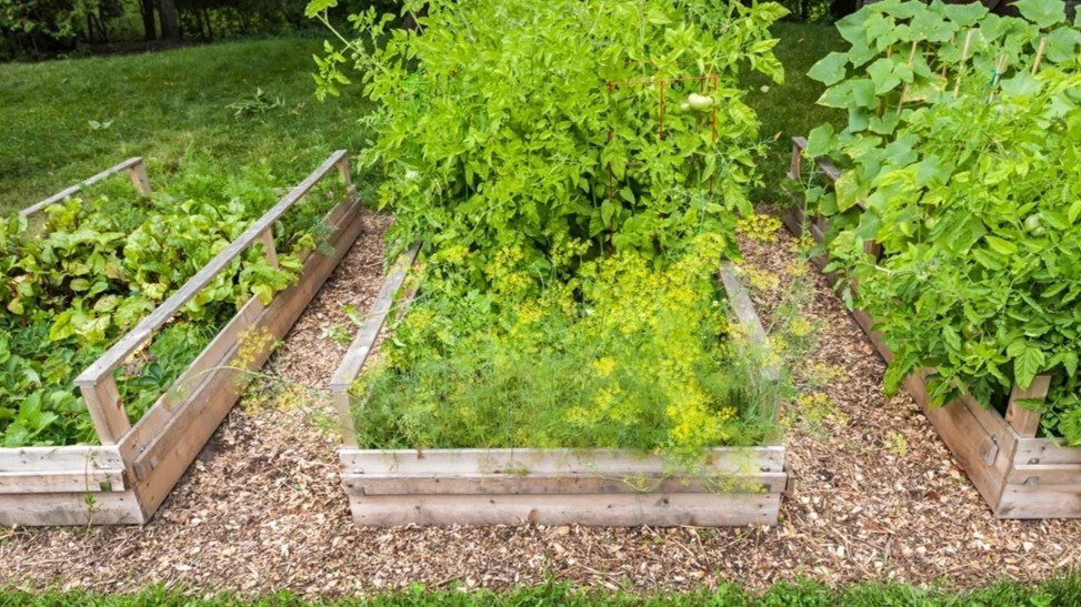 Пять культур на одной грядке — каждой своя борозда, и грядка работает без простоев