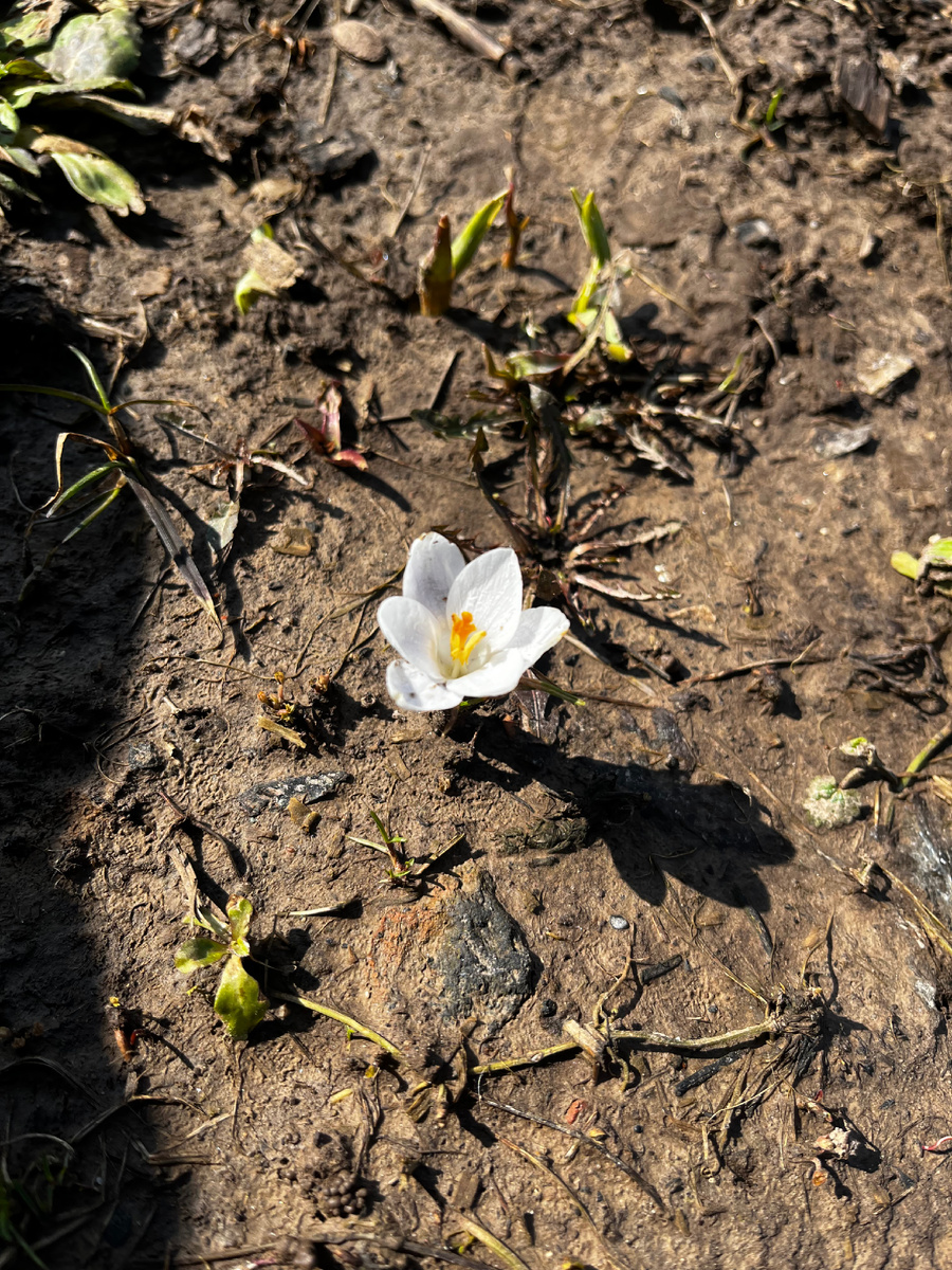 Первый цветок