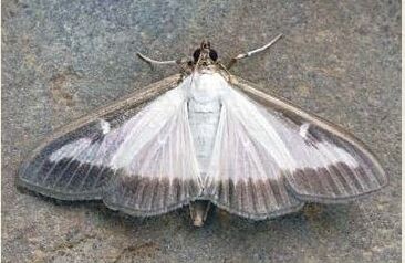 Фото из журнала "Питомник и частный сад", июнь 2025 года