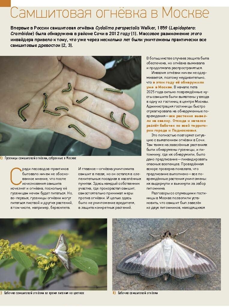 Фото из журнала "Питомник и частный сад", июнь 2025 года