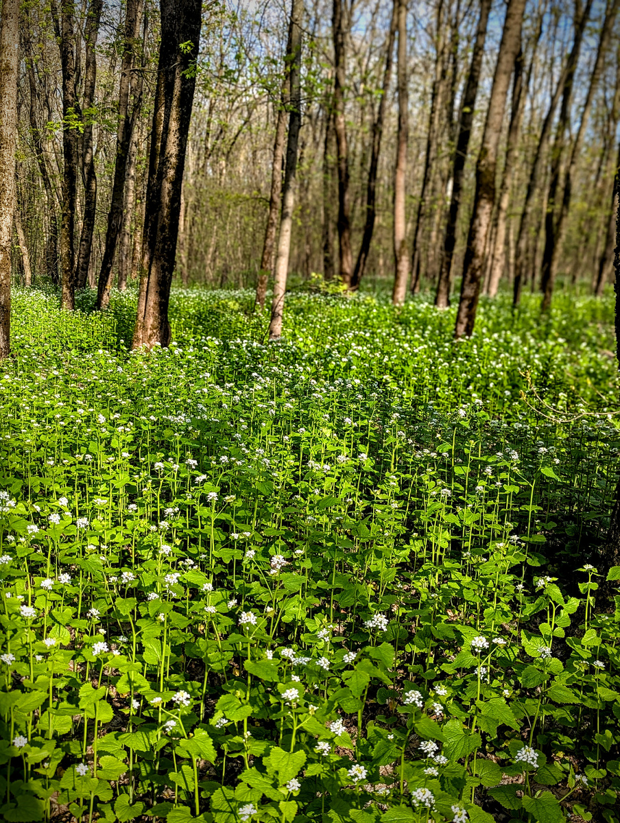 Весенний лес