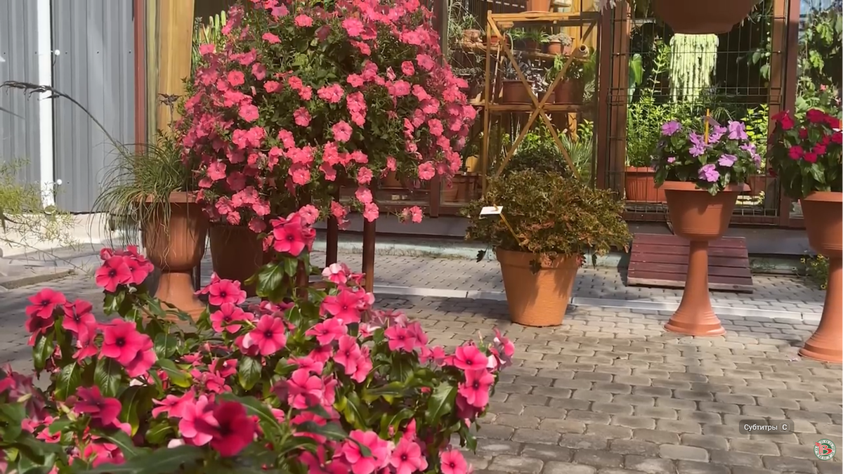 Катарантус розовый (Catharanthus roseus) серии Heatwave F1