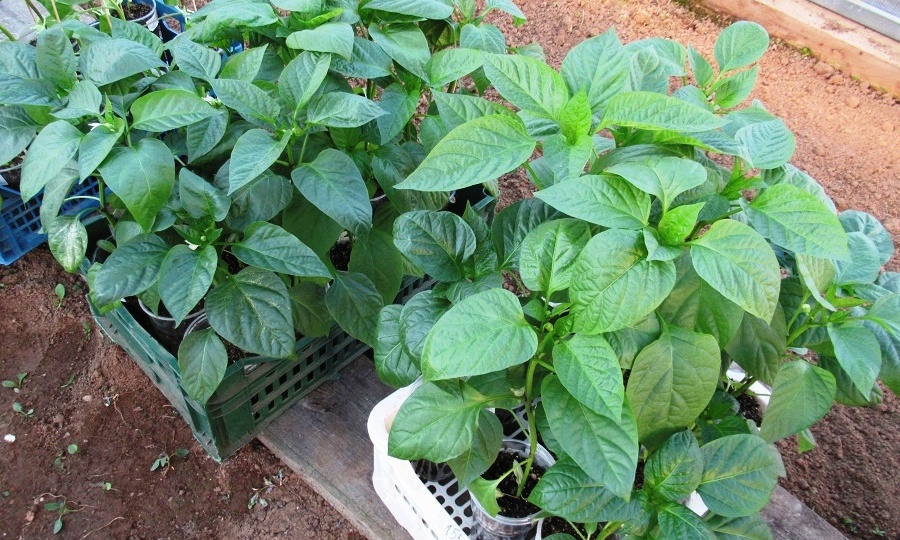 Рассада перца после пикировки: полив, подкормка, закаливание