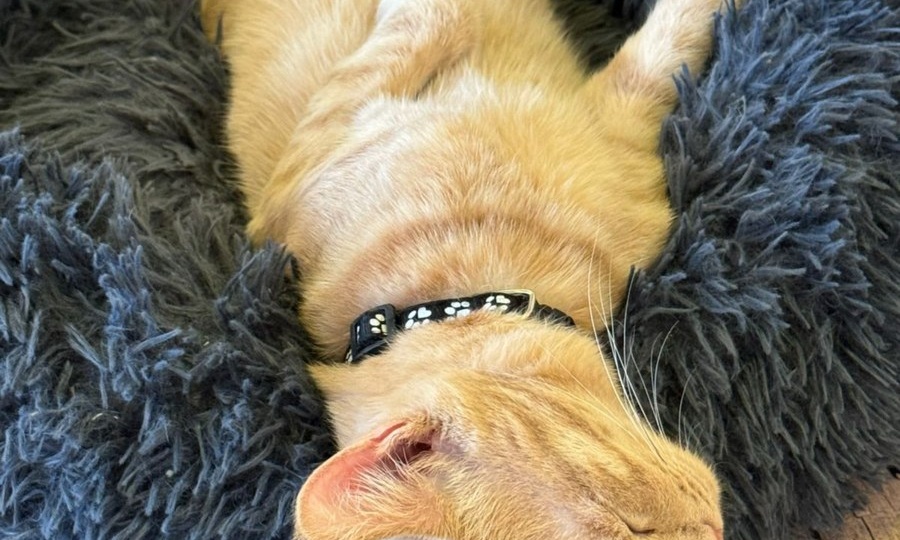 На сон грядущий