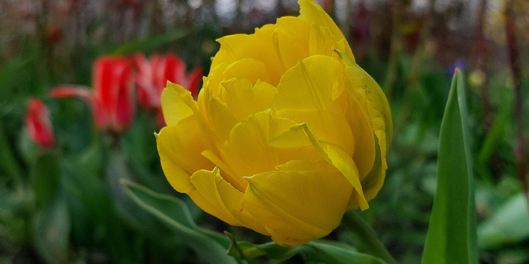 Вести из моего сада.