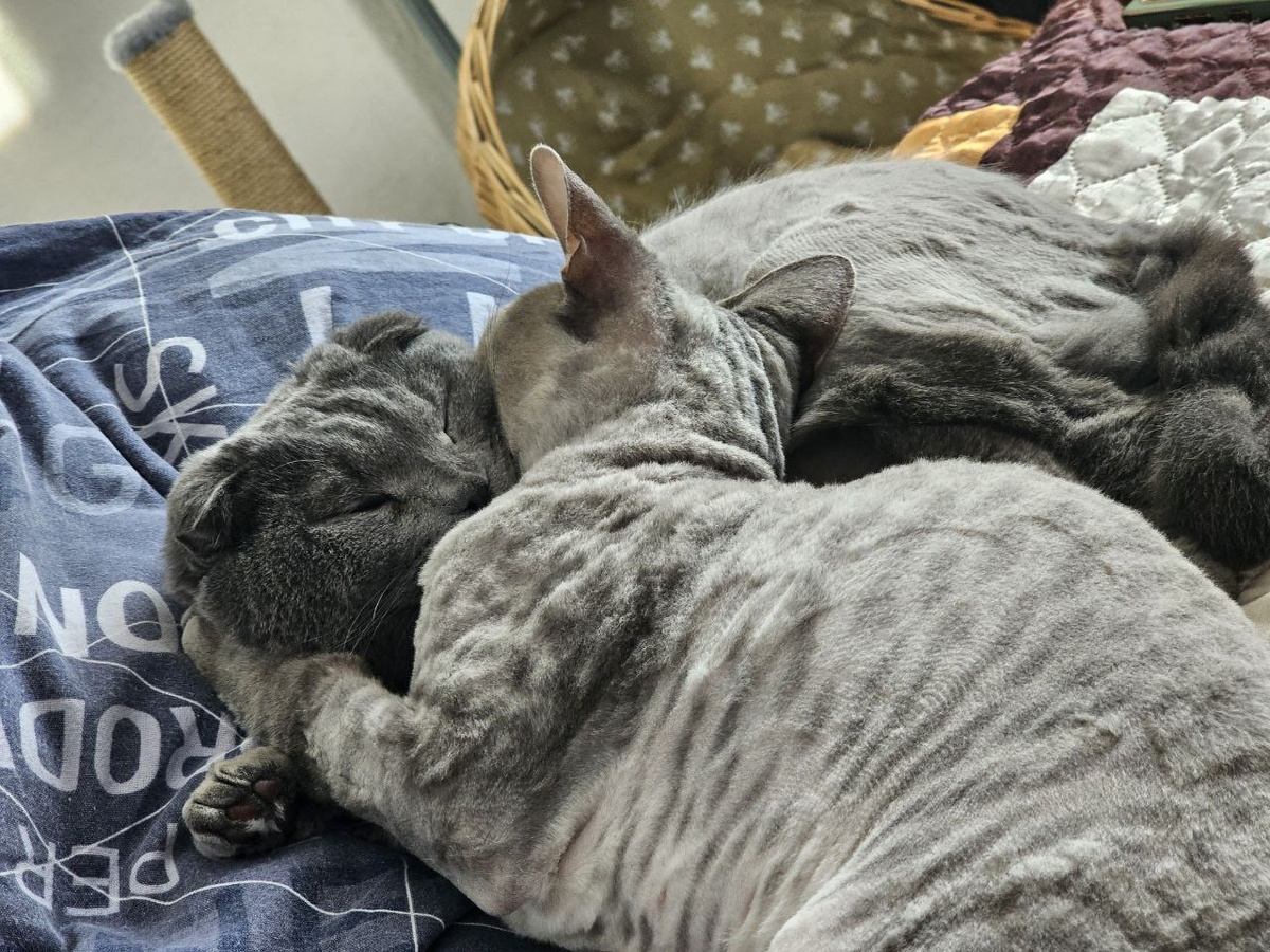 Грей и Локи обнимаются