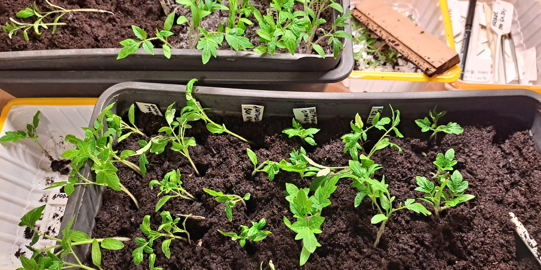 Пикировка сеянцев помидоров, перцев и баклажанов в сезон 2026 г в рассадные ящики.