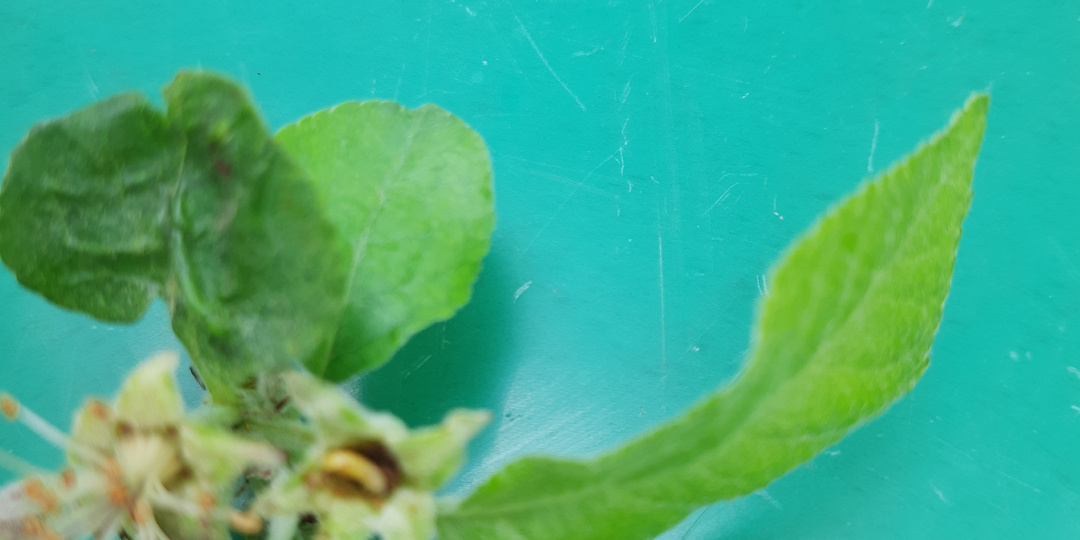 Когда нужно обработать сад против долгоносиков и конкретно яблонного цветоеда.