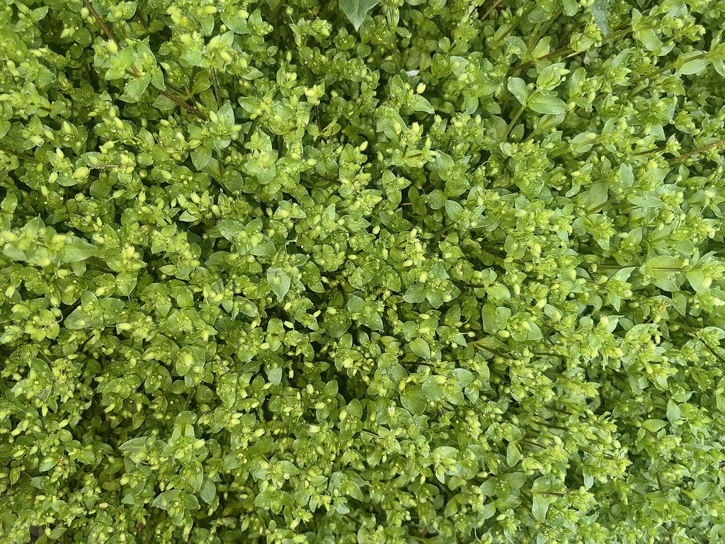 Фото 1: мокрица. Фото 2: мокрица за полторы недели "затянула" цветочные клумбы . Фото Натальи Мироновой