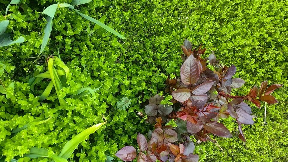 Мокрица на клумбе: почему она «душит» розы и другие растения и как с ней бороться без химии