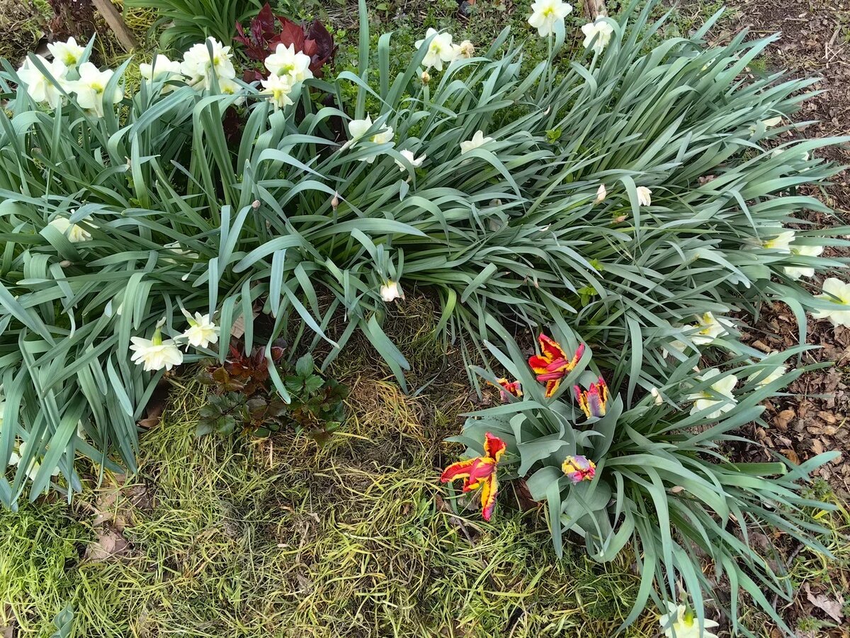 Участки клумбы после прополки и мульчирования картоном и скошенной травой. Фото Натальи Мироновой