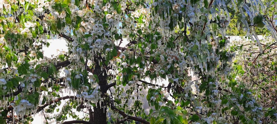 Как реально защитить цветущий сад от весенних заморозков.