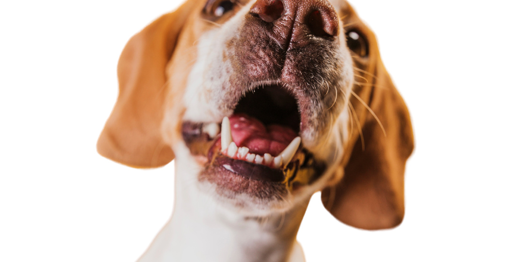 Самые «эмоциональные» породы собак — миф владельцев или факт