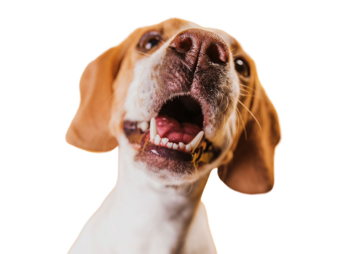 Эмоциональная собака