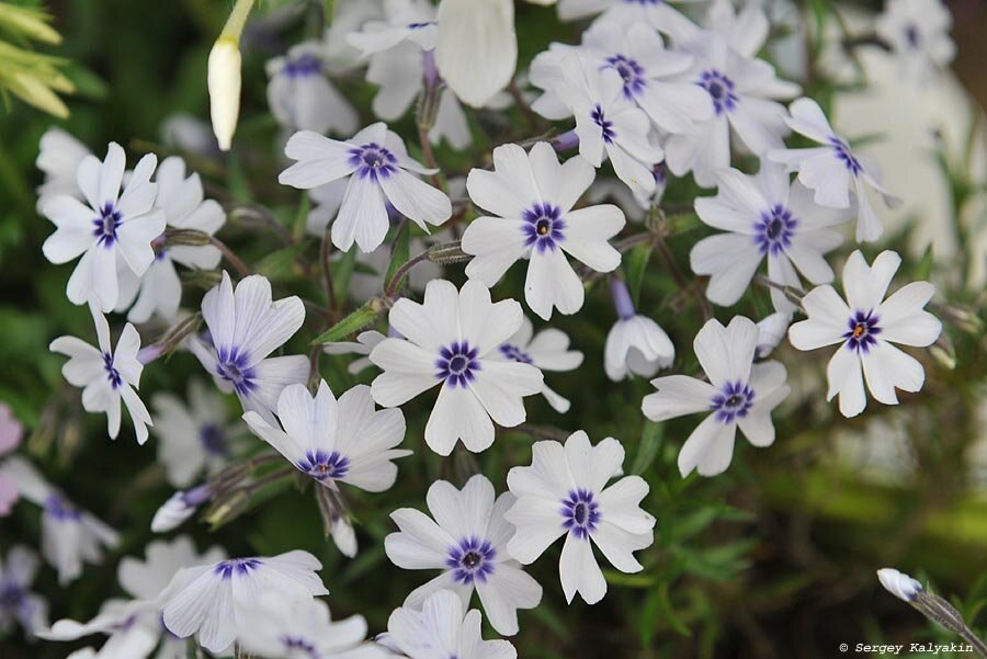 Флокс шиловидный 'Bavaria'