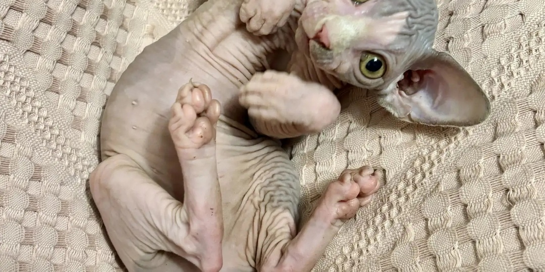 Новый член нашей семьи, Симочка-любимочка