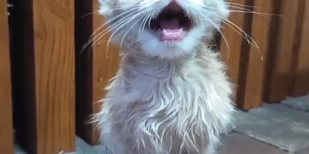 Очень симпатичный Пятачок ждет своего Винни Пуха