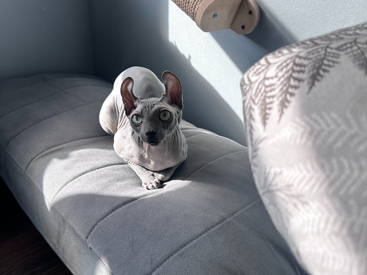 Сетлые сфинксы не такие "пыльные" и секрет заметен меньше