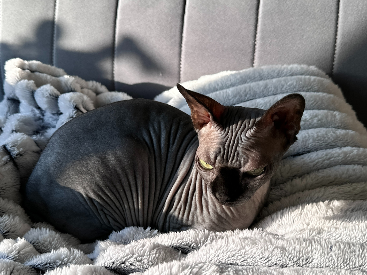 Котя время от времени линяет и это заметно