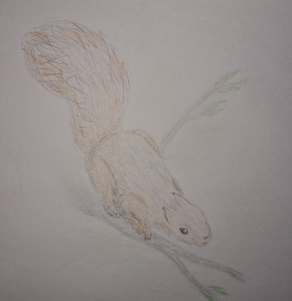 Белка на ветке