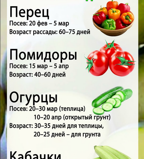 Апрельская грядка без спешки: что смело сеять в холодную почву в 2026 году