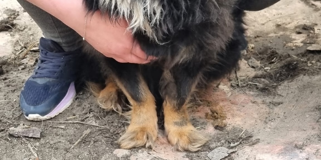 Мотя: в поисках дома и самых заботливых рук