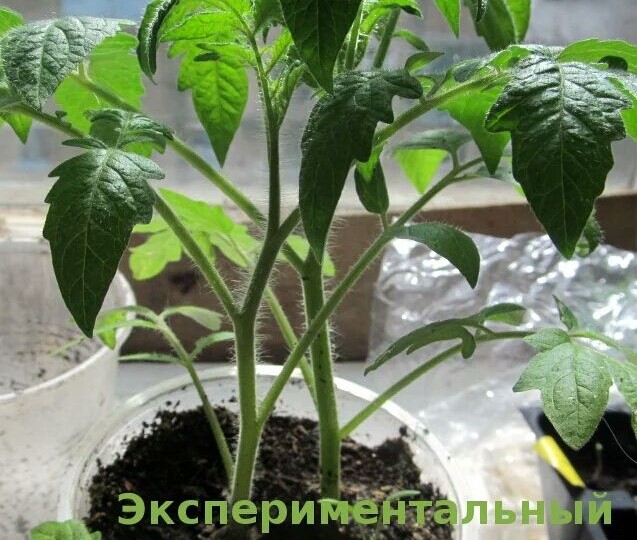 Вот чем подкармливают желтеющие томаты: агрономы советуют 4 особенных подкормки. Листья изумрудные - и растут как на дрожжах без вытягивания