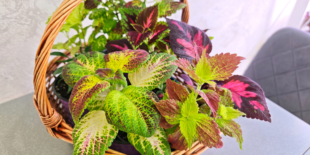 Топ-10 вопросов про рассаду с однозначным ответом