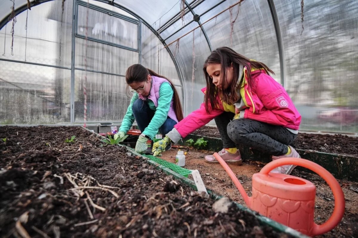    Время высадки определяют по температуре почвы на глубине 15 сантиметров, которую надо измерять рано утром или поздно вечером.