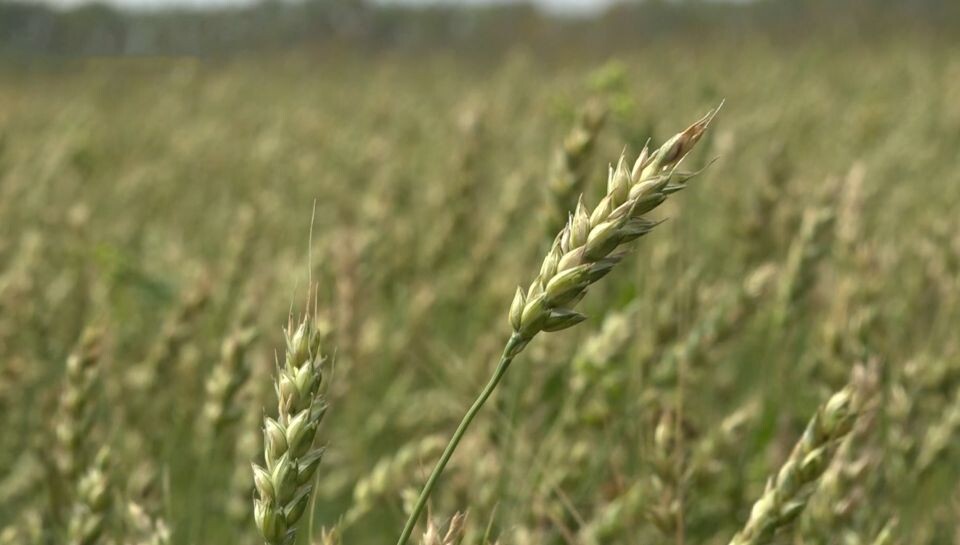    Зерно. Поле. Сельское хозяйство. Источник: "Толк"