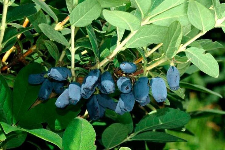 Жимолость сорта „Амфора“ — крупные ягоды (до 3 г), урожайность до 2 кг с куста, зимостойкость. Лучшие опылители: Лазурная, Нимфа, Павловская. Фото: из открытых источников.