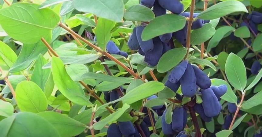 Сорт „Пушкинская“: урожайность до 3 кг/куст, ягоды с ароматом земляники, оценка вкуса — 4,8 балла. Фото: из открытых источников.