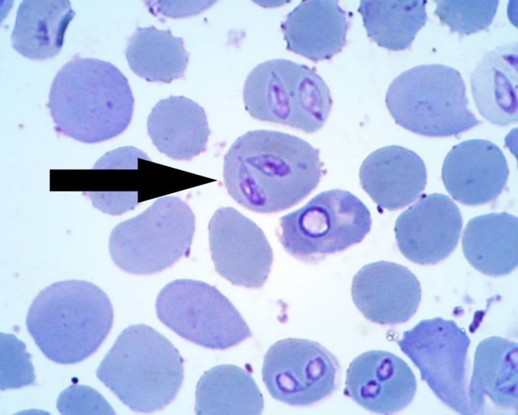 https://laskavet.ru/diagnostics/piroplazmoz-u-sobak-babezioz/