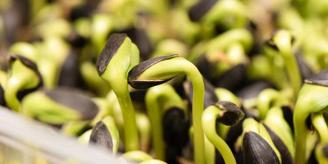 По договору контрактации выращиваем семенной материал пшеницы.