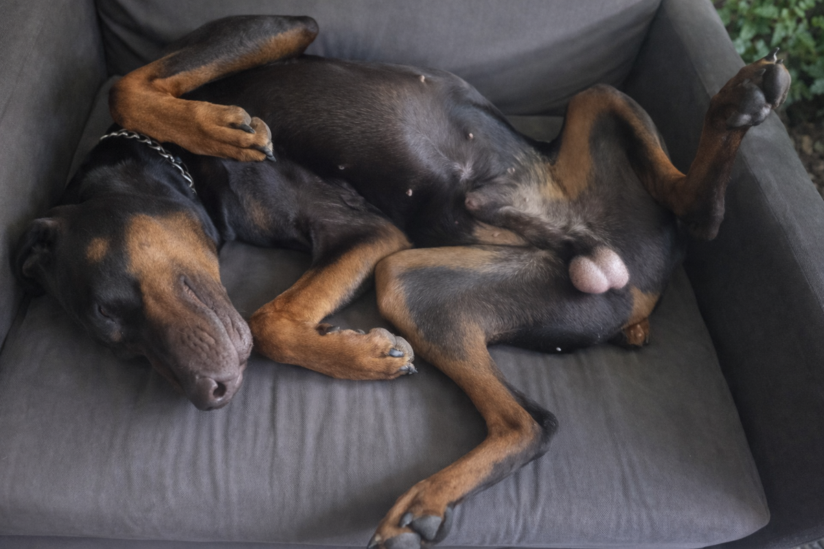 1 год и 2 мес. Уже не влазит на своё кресло😅