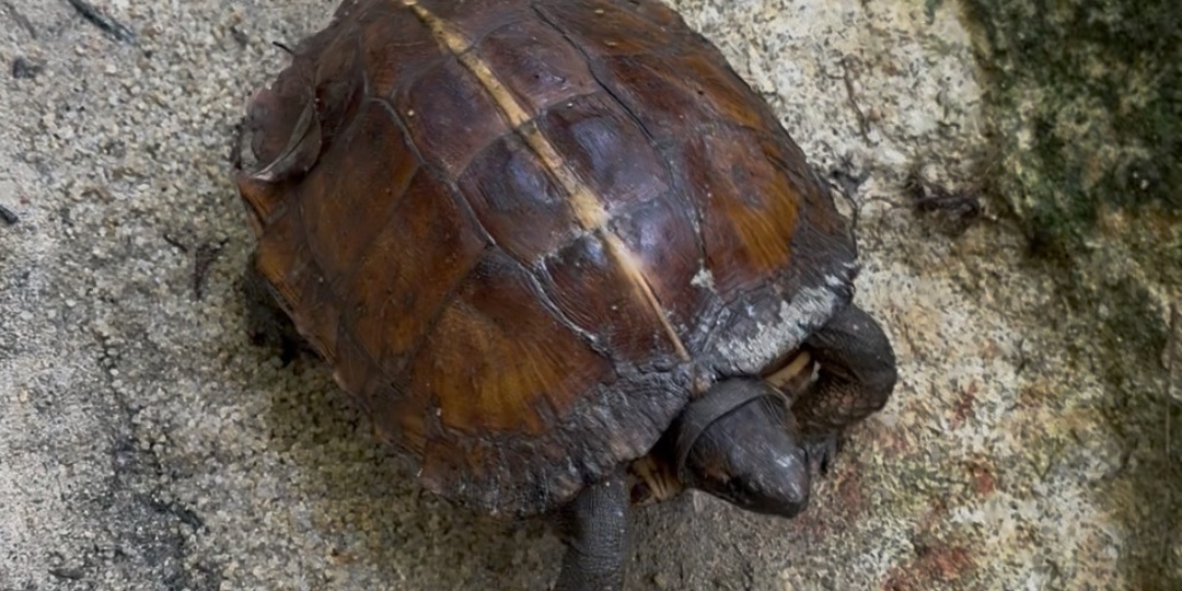 Азиатская листовая черепаха - деловая хозяйка тропинки