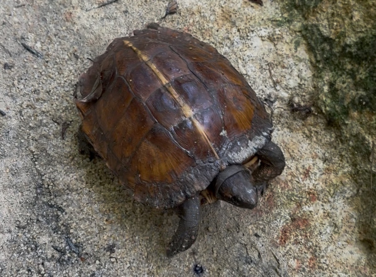 Азиатская листовая черепаха (Asian Leaf Turtle)