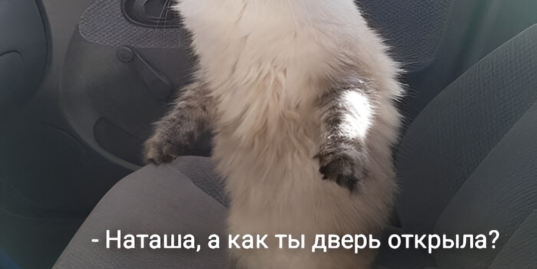 Мемы с котиками для отличного настроения: 15 причин улыбнуться