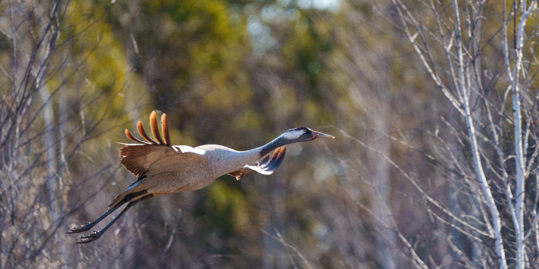 В Забайкальский национальный парк постепенно возвращаются перелётные пернатые путешественники