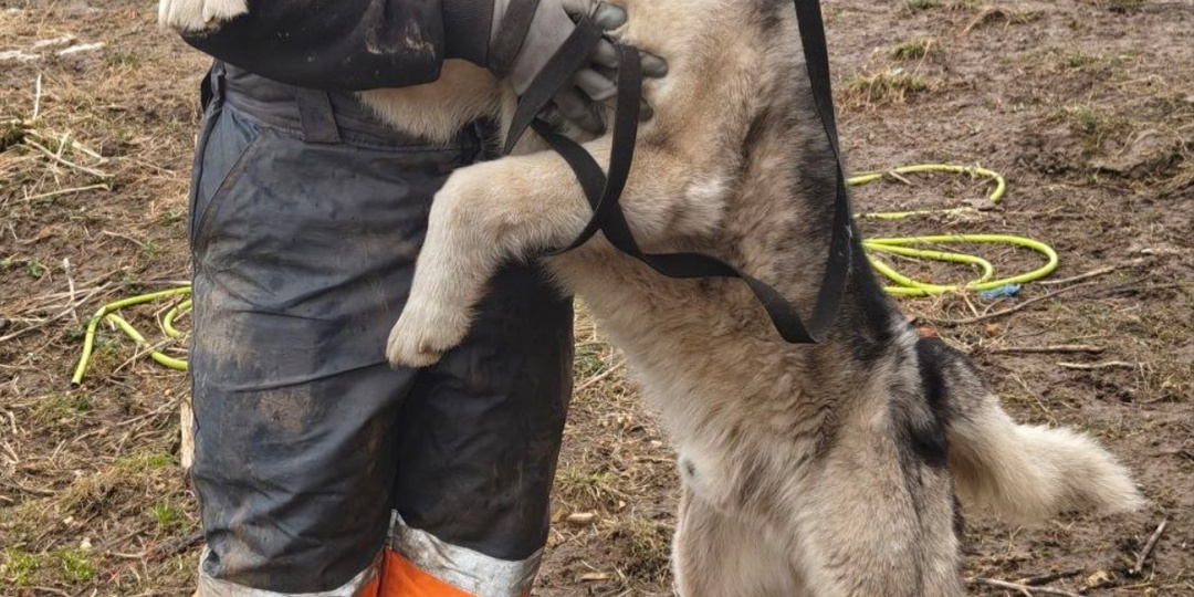 Он появился из ниоткуда в Пасху, мы отчаянно хотели его спасти, но не было откликов совсем, и тут случилось чудо🥹
